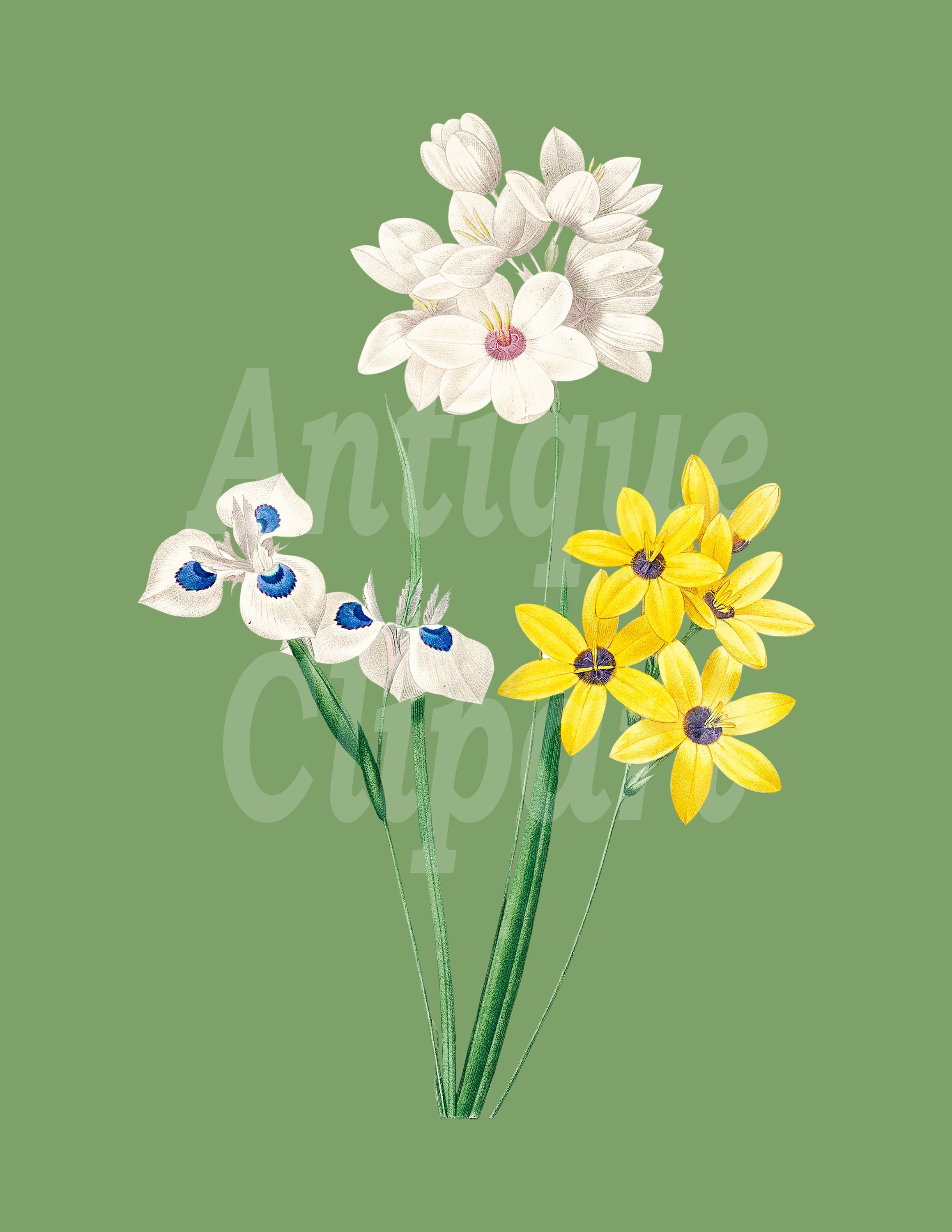 Vintage Printable corn Lily Flower Digital Image for Invitations