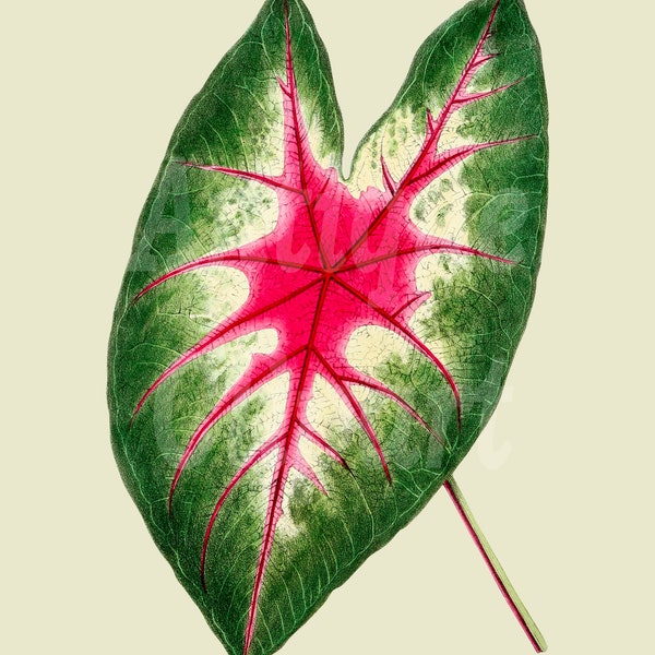 Leaf Clipart Printable Art "Caladium Rosebud Leaf" Digital Download Printable Image for Crafts, Wall Art, Collage, Scrapbook...