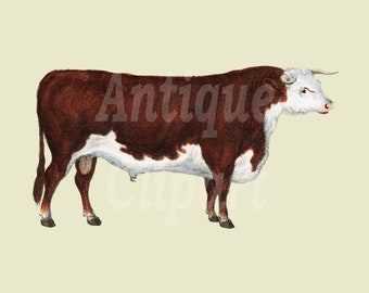 Cow Clipart, Cow Print, Bull Cow clipart, Cow Digital Download, Farmhouse Cow Clipart, vintage Illustration Cow PNG JPG