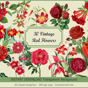 Vintage Red Flowers Clipart Flowers PNG Commercial Use Rose Flowers Set Illustration Cute Flowers Clipart Rose Flowers PNG Graphic Set