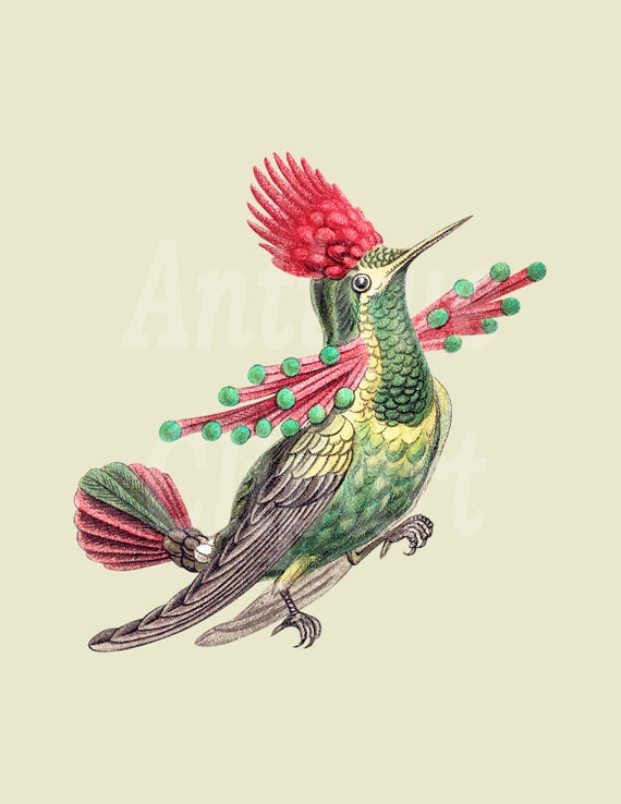 Vintage Bird Download Print hummingbird - Etsy