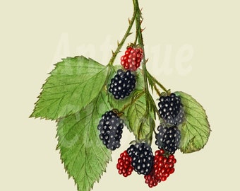 Botanical Illustration "Branch of Blackberry" Vintage Printable for Card Making, Scrapbook, Invites, Collages, Wall Art...