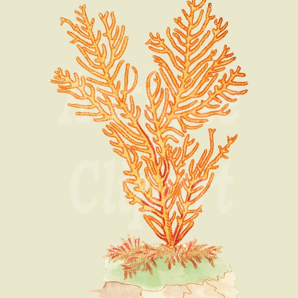 Printable Coral Illustration "Purple Sided Gorgonia" Digital Download PNG + JPG Images for Wall Art Prints, Collages, Scrapbook, Crafts…