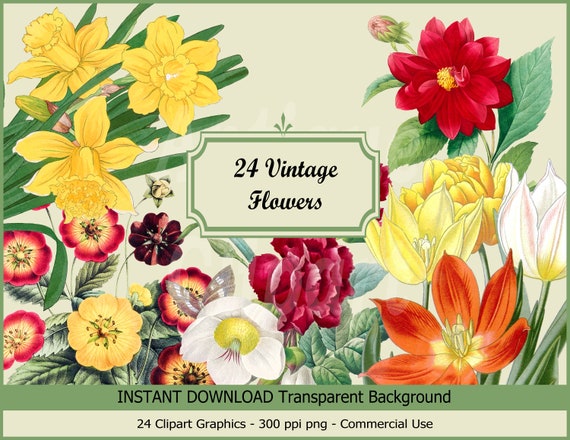 Vintage Flower Clipart: Botanical Illustrations (PNG, 300 PPI, Digital Download)