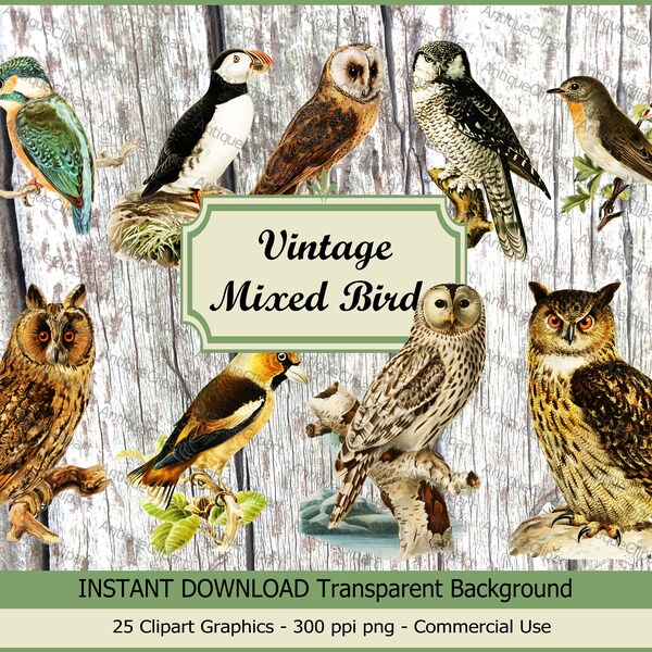 PNG Mix Birds Clipart SET, Bird Illustration "Red-breasted Flycatcher" Digital Download Images for Invitations, Scrapbook, Prints…