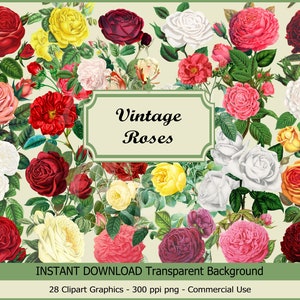 Vintage Roses Clipart, Antique Rose Illustrations PNG Format, Vintage Rose Clip Art Graphics Instant Download Commercial Use