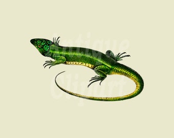 Lizard Clipart "Green Lizard" Digital PNG Image for Mix Media, Prints, Scrapbooking, Wall Art, Collages, Paper Crafts, Graphic Design…