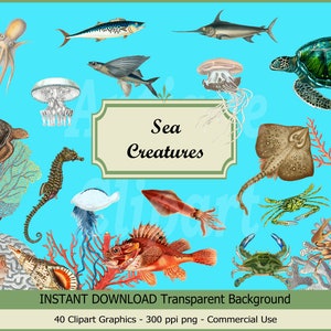 Vintage Sea Creatures Clipart, Antique illustrations of marine life in png format instant download for commercial use - set 1