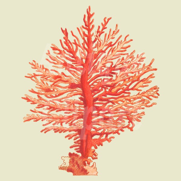 Coral Clip Art "Pinnated Gorgonia" Sea Life Illustration Digital Download Images for Crafts, Scrapbooking, Prints, Collages, DIY Projects…