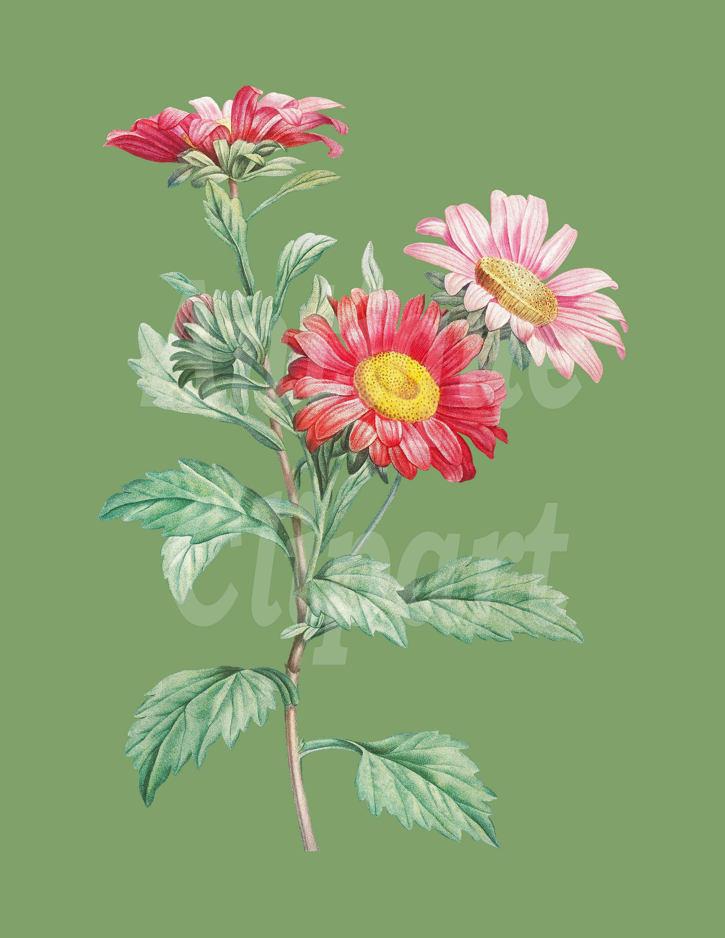 Flower Clipart aster Botanical Illustration - Etsy Ireland