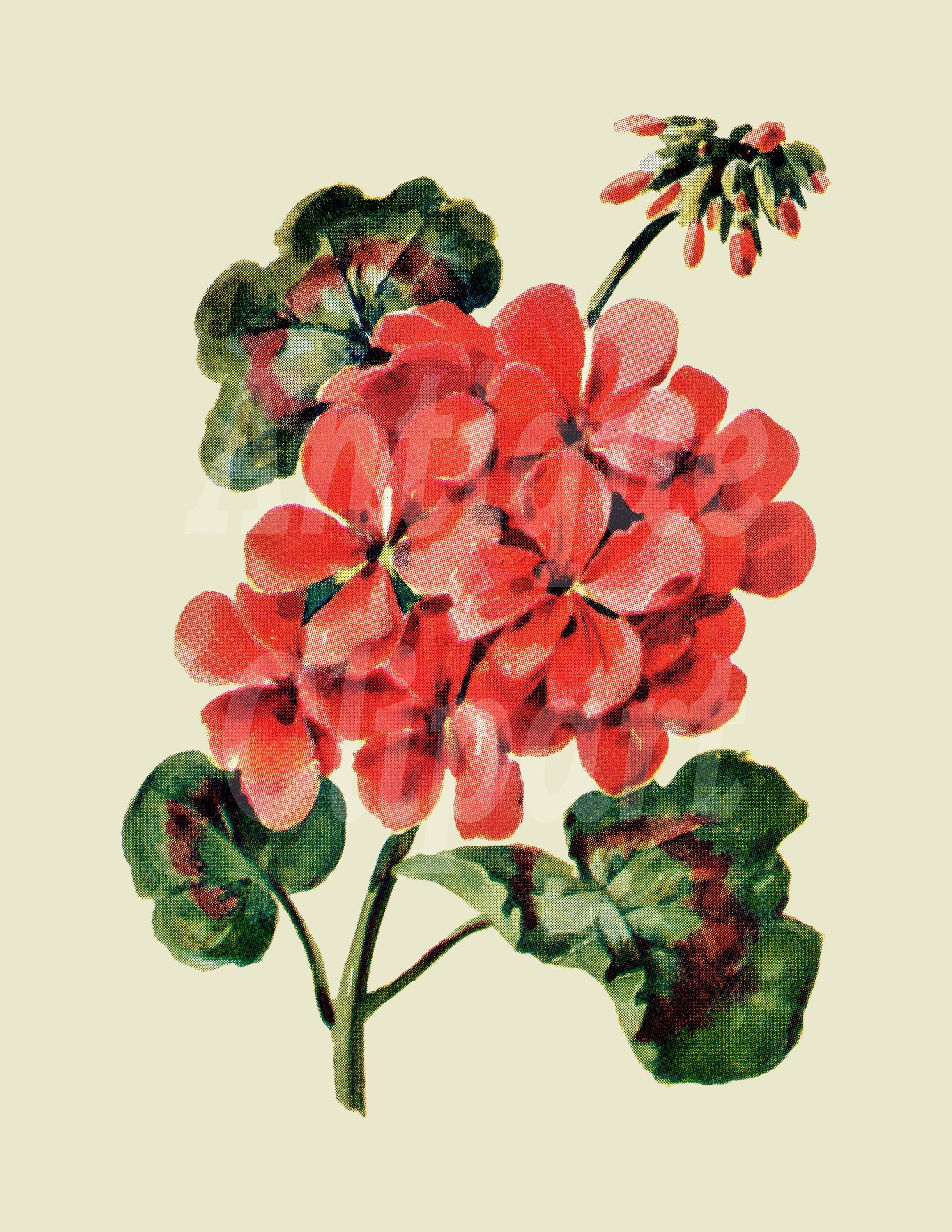 Ilustración botánica Flor de geranio Antigua - Etsy México Ilustración botánica Flor de geranio Antigua - Etsy México