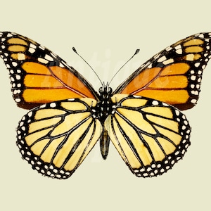 Butterfly Clipart "Monarch" Printable Digital Download Illustration for Invitations, Decoupage, Paper Crafts, Graphic design…