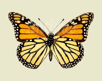 Butterfly Clipart &quot;Monarch&quot; Printable Digital Download Illustration for Invitations, Decoupage, Paper Crafts, Graphic design…