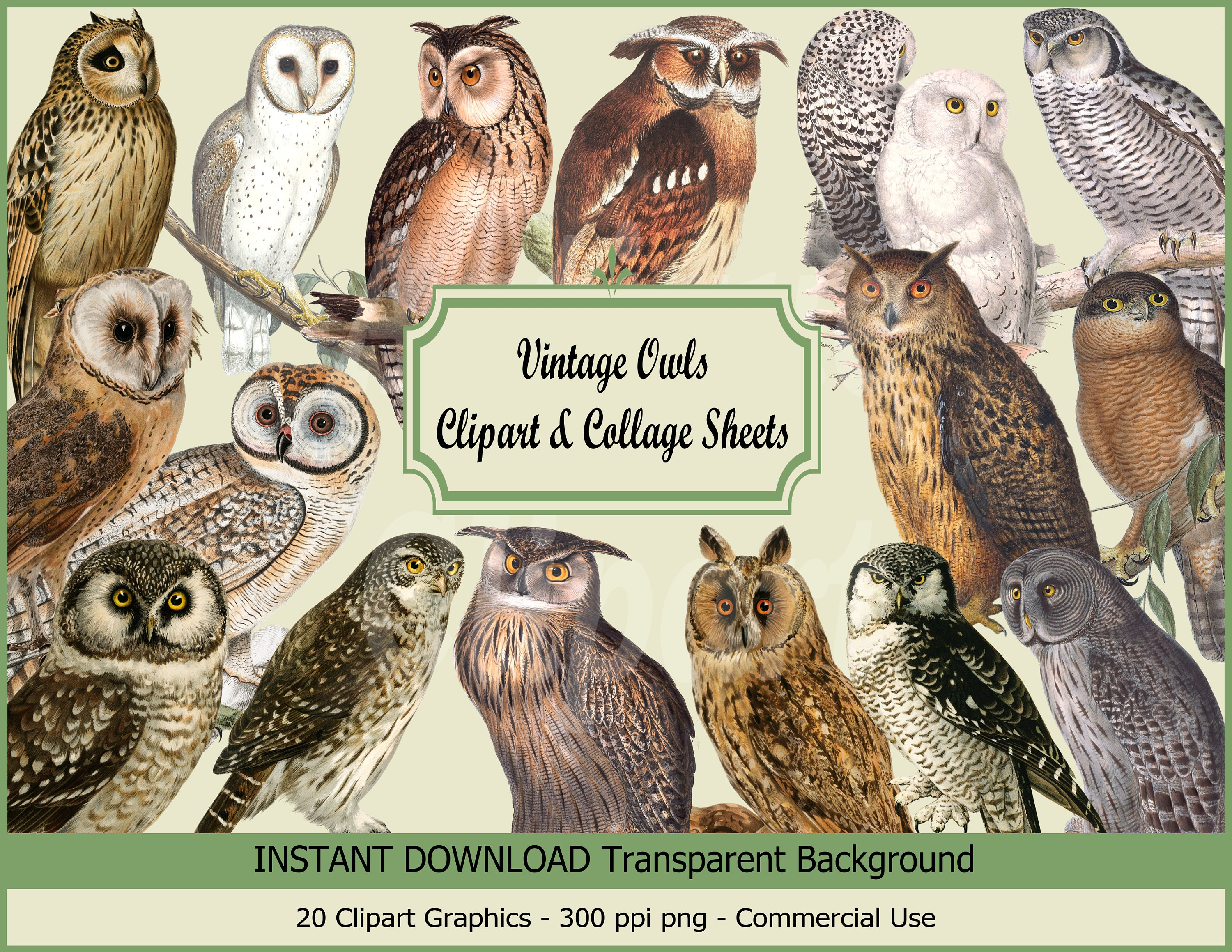 Vintage Owl Clipart: Antique Illustration PNG, Collage Sheets (Digital Download)