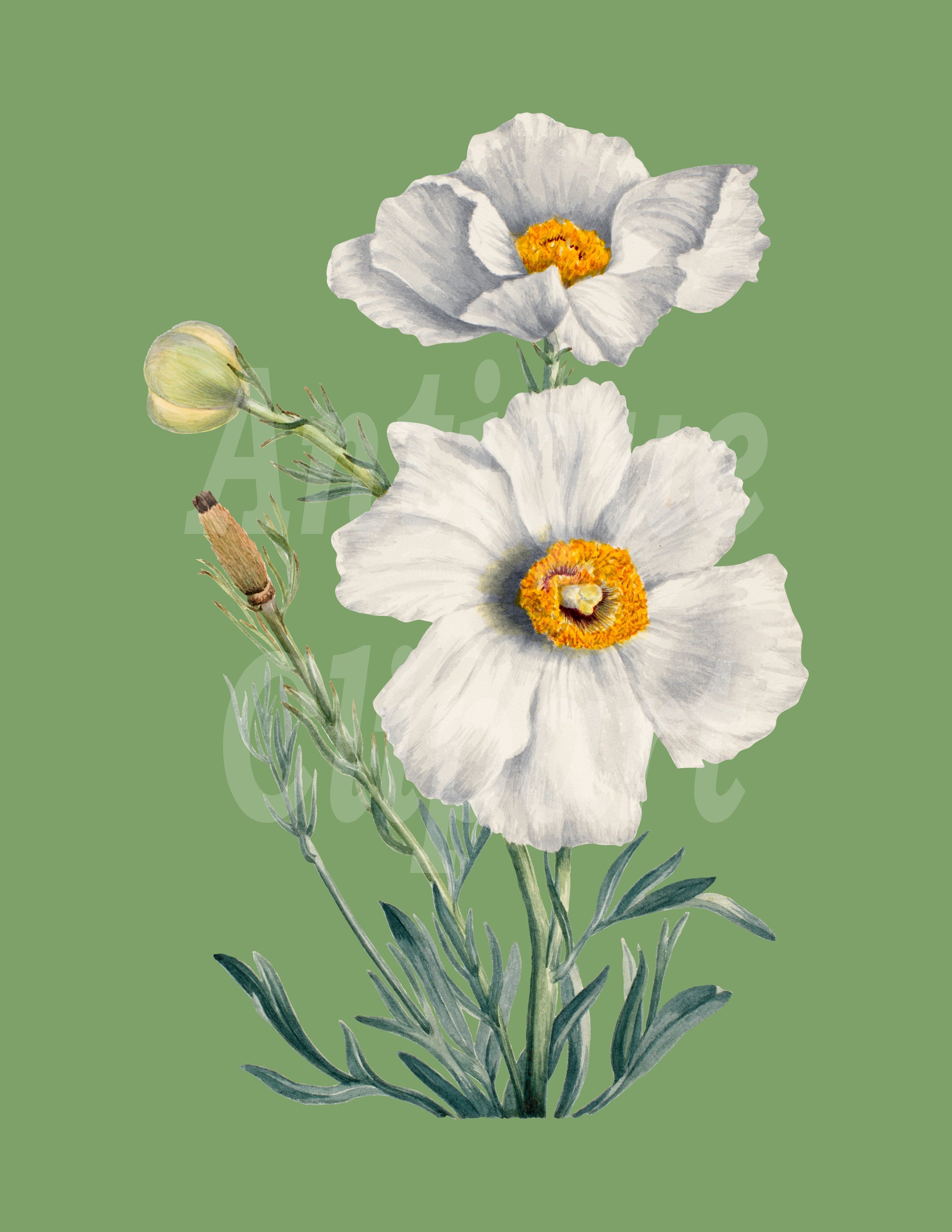 White Flower Image Botanical Illustration PNG matilija - Etsy