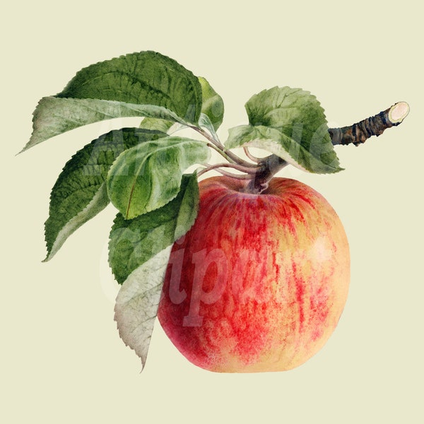 Vintage PNG + JPG Files, Digital Download "Apple" Botanical Illustration for Invitations, Scrapbook, Prints, Collages, Crafts…