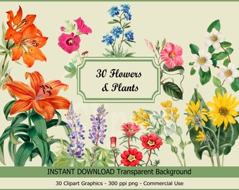 May include: A set of 30 digital illustrations of flowers and plants with transparent backgrounds. The illustrations include a variety of flowers in different colors, including orange, red, pink, blue, white, and yellow. The illustrations are perfect for use in digital scrapbooking, card making, and other creative projects.