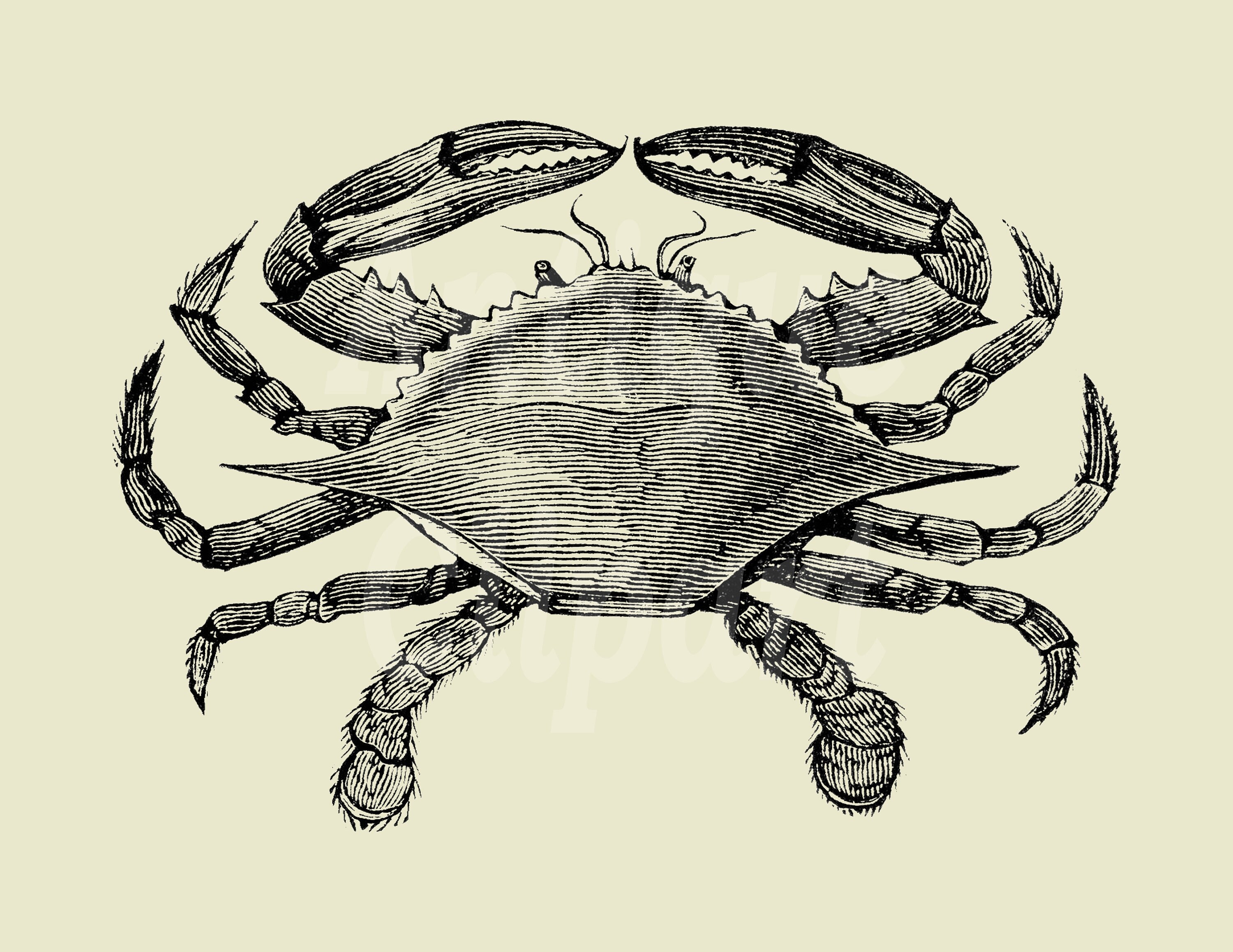 Crab Line Drawing