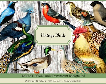 May include: A collection of 25 vintage bird illustrations with a transparent background. The birds are depicted in a variety of colors and poses, including a peacock, a rooster, a duck, and a pheasant. The text "Vintage Birds" is displayed in a banner at the top of the image.