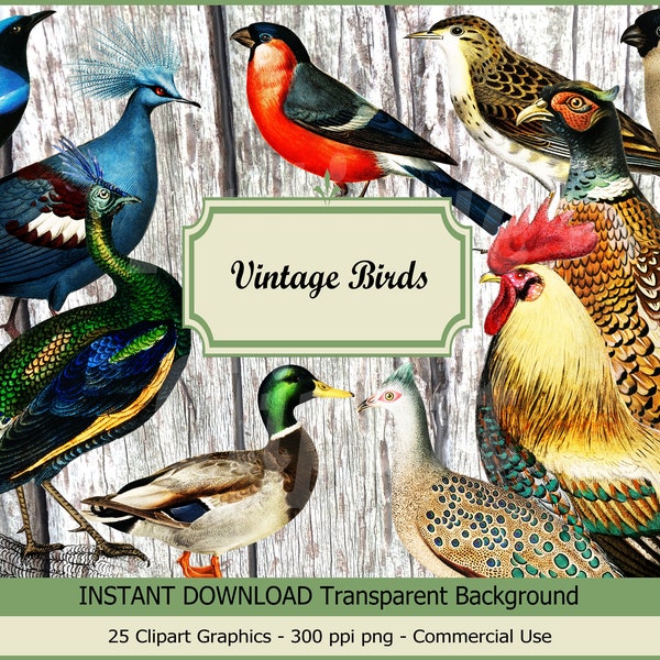 Bird Images, Bird Clipart "Vintage Bird Set 1" Digital Download for Prints, Decor, Collages, Paper crafting, Cards, Invites…