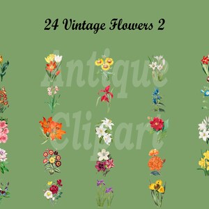 May include: 24 vintage flower illustrations in a variety of colors and styles. The flowers are arranged in rows on a green background. The text "Antique Clipart" is superimposed on the image.