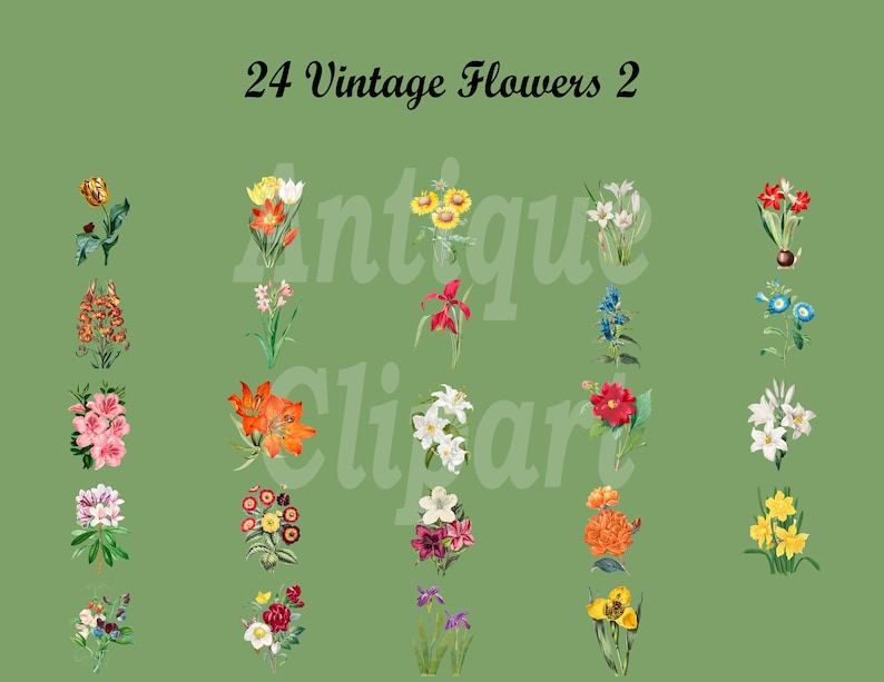 May include: 24 vintage flower illustrations in a variety of colors and styles. The flowers are arranged in rows on a green background. The text "Antique Clipart" is superimposed on the image.