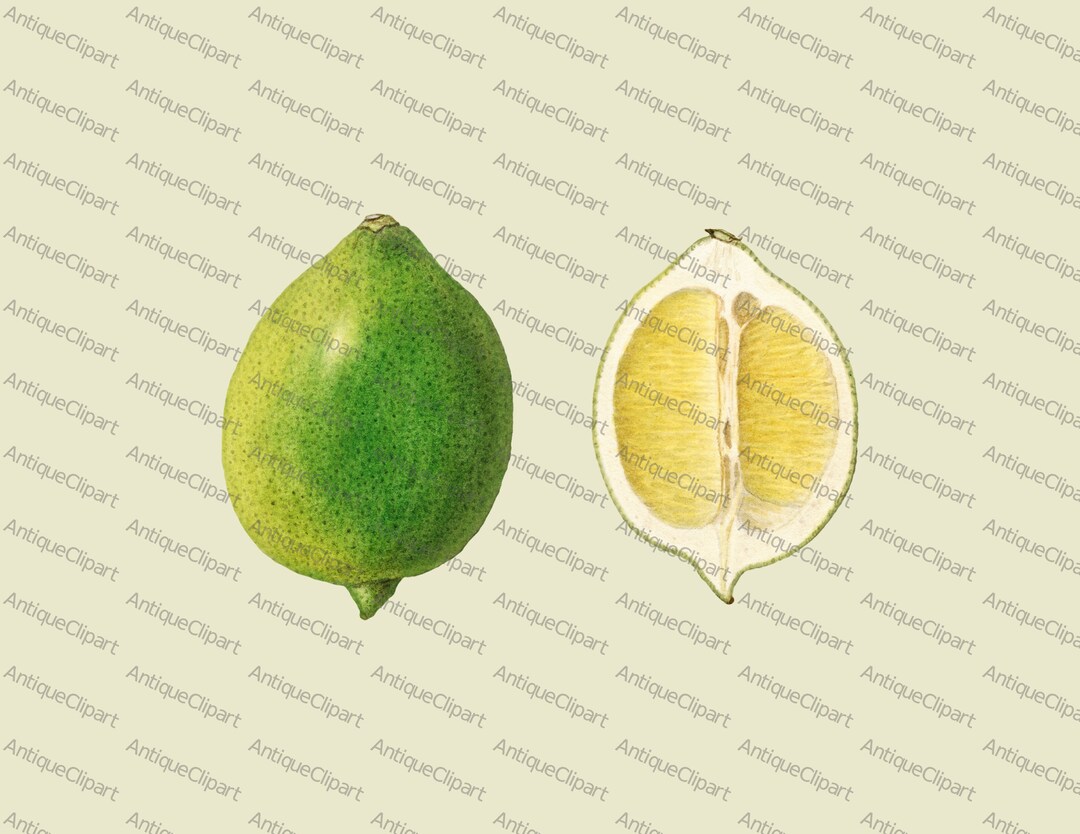 Vintage Botanical Print limes Printable Digital Download Illustration ...