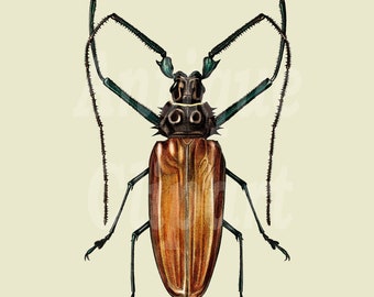 Beetle Clipart "longhorn beetle" PNG and JPG Insect Illustration for Card Making, Scrapbooking, Prints, Collages, DIY Projects…