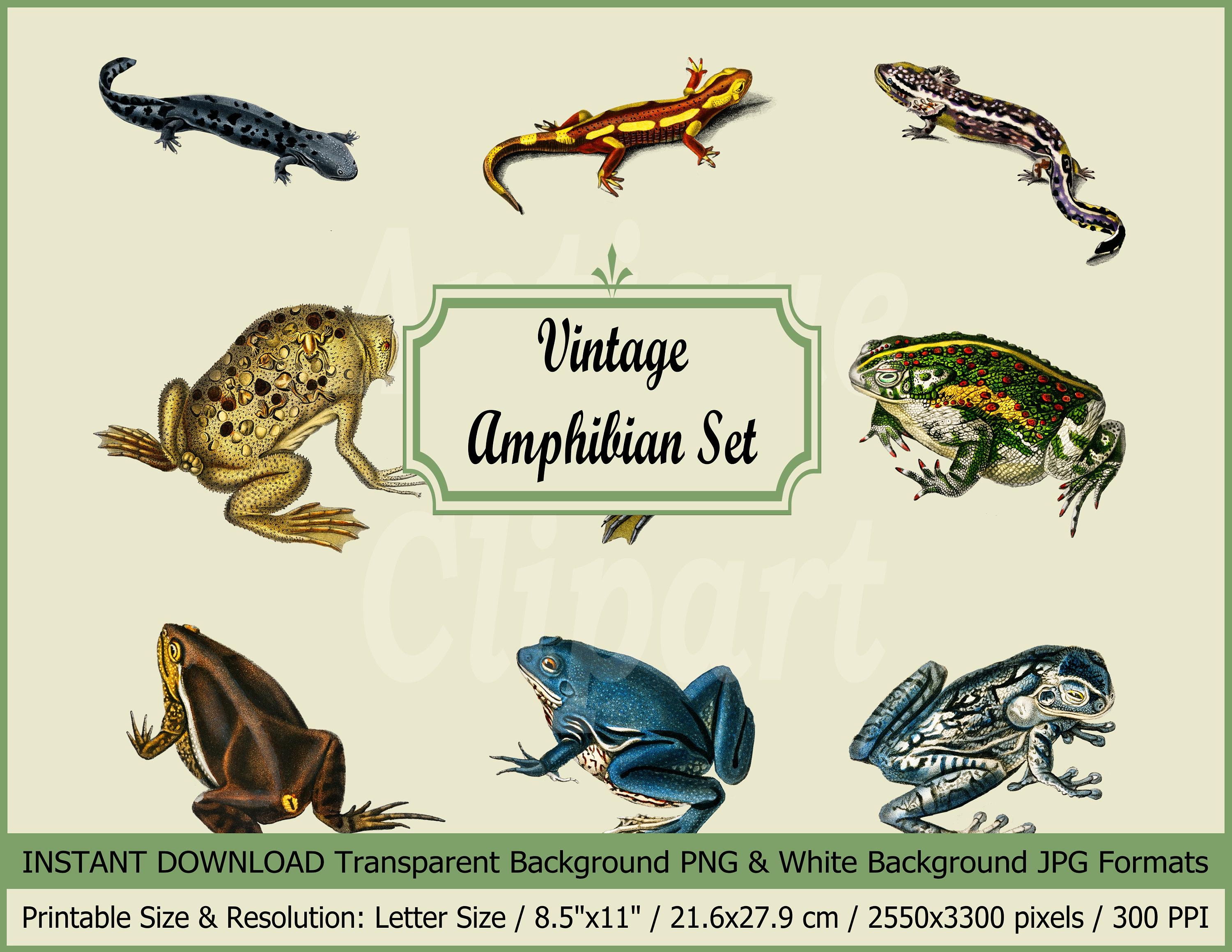 Amphibians - Etsy Singapore Amphibians - Etsy Singapore
