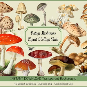 40 antieke paddestoel clipart- en collagebladen, grafische bundel, vintage, kortstondige, illustraties, afdrukbaar, plakboek, digitale download