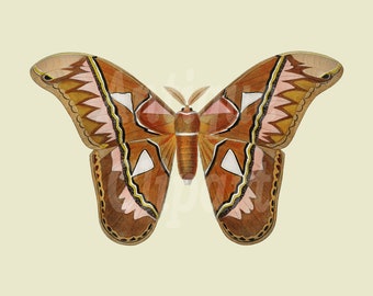 Vintage Insect Clipart, Insect Illustration "Atlas Moth" Digital Download PNG + JPG Images for Scrapbook, Transfers…