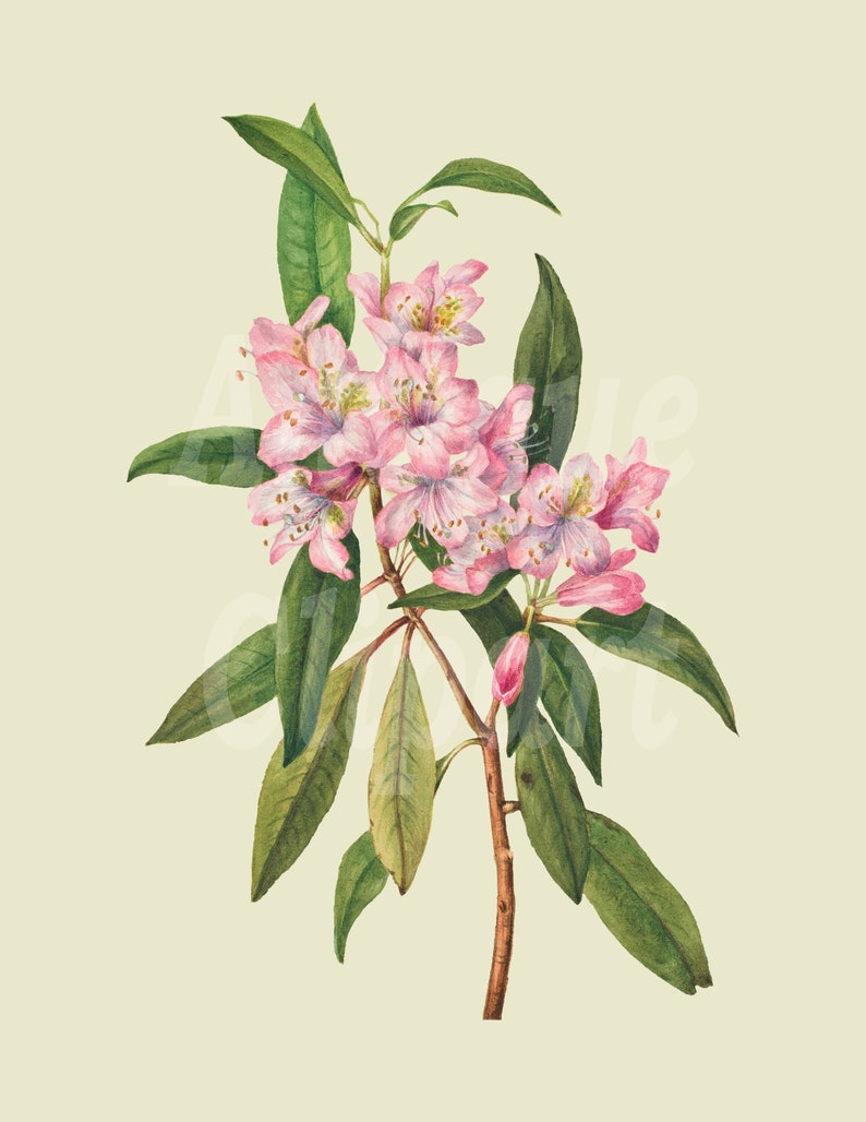Flower Illustration rose-bay Printable Botanical - Etsy