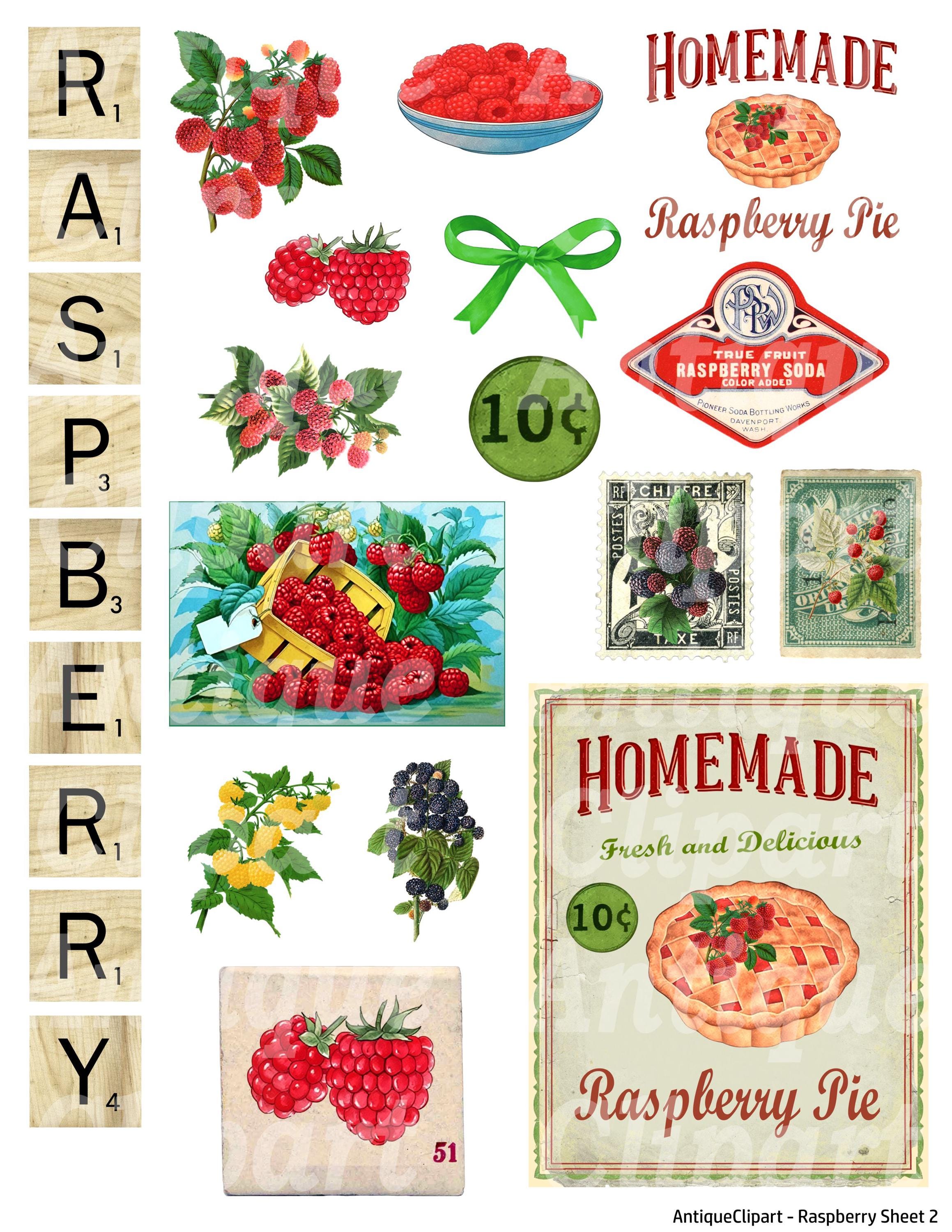 Vintage Raspberry Themed Decor Vintage Raspberry Clipart: 38 PNG Images + 2 Collage Sheets (digital ...