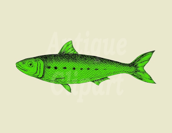 Vintage Fish Image, Fish Clipart, Printable Illustration green