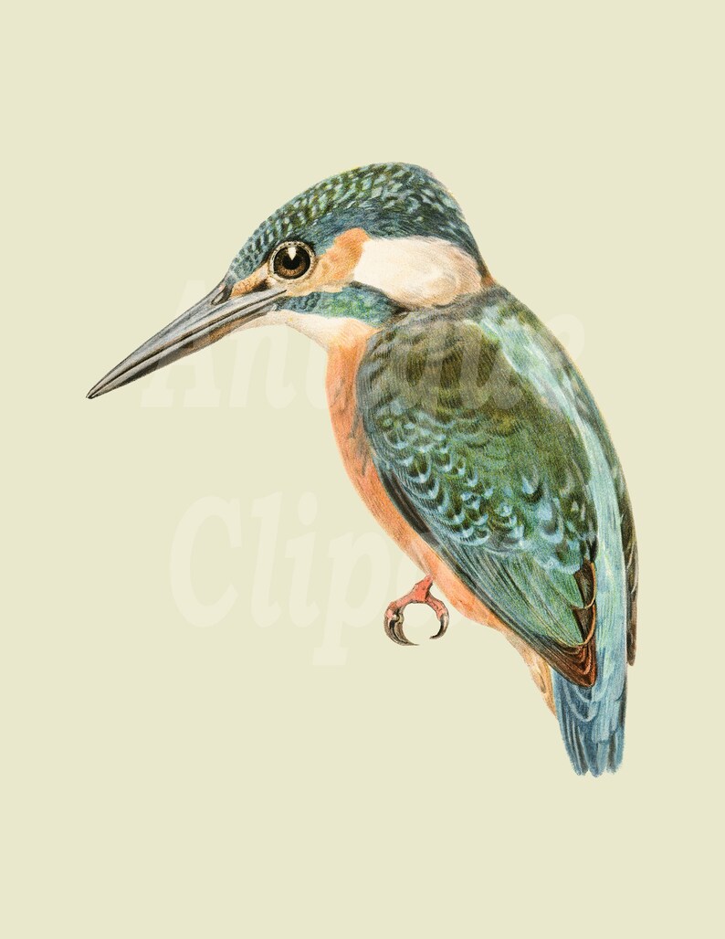 Printable Animal Art kingfisher Instant Download - Etsy