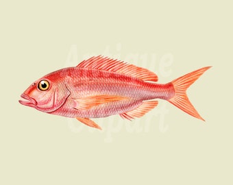 Vintage Fish Illustration, Digital Download Printable Image "Picarel" PNG / JPG Files for Collages, Wall Decor, Invites, Crafts...