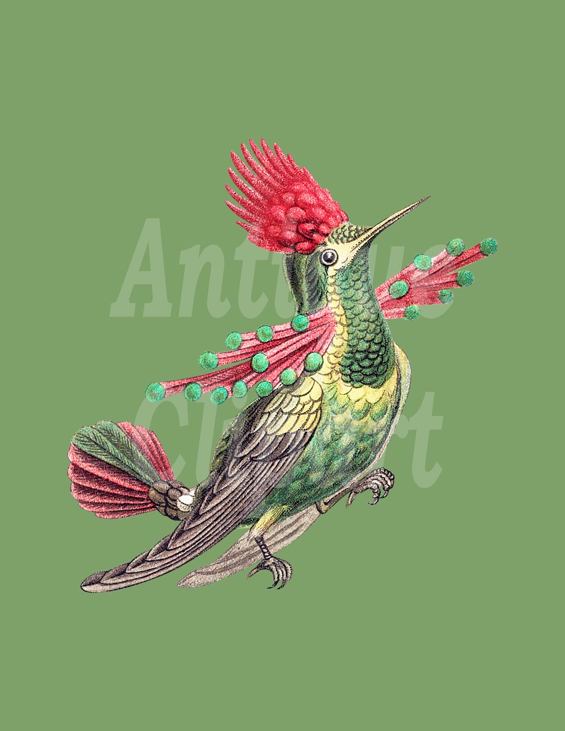 Vintage Bird Download Print hummingbird Transparent PNG JPG Digital ...