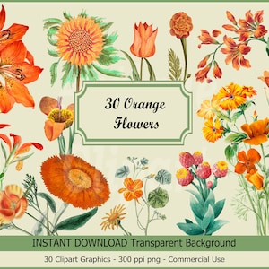 Orange Frühlingsblumen Clipart Blumen PNG Kommerzielle Nutzung Mohnblumen Blumen Set Illustration Niedliche Blumen Clipart Sommer Frühlingsblumen Set