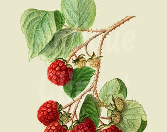 Printable Botanical Illustration "Red Raspberries" Transparent Background Digital Image for Invitations, Scrapbook, Collages, Crafts...