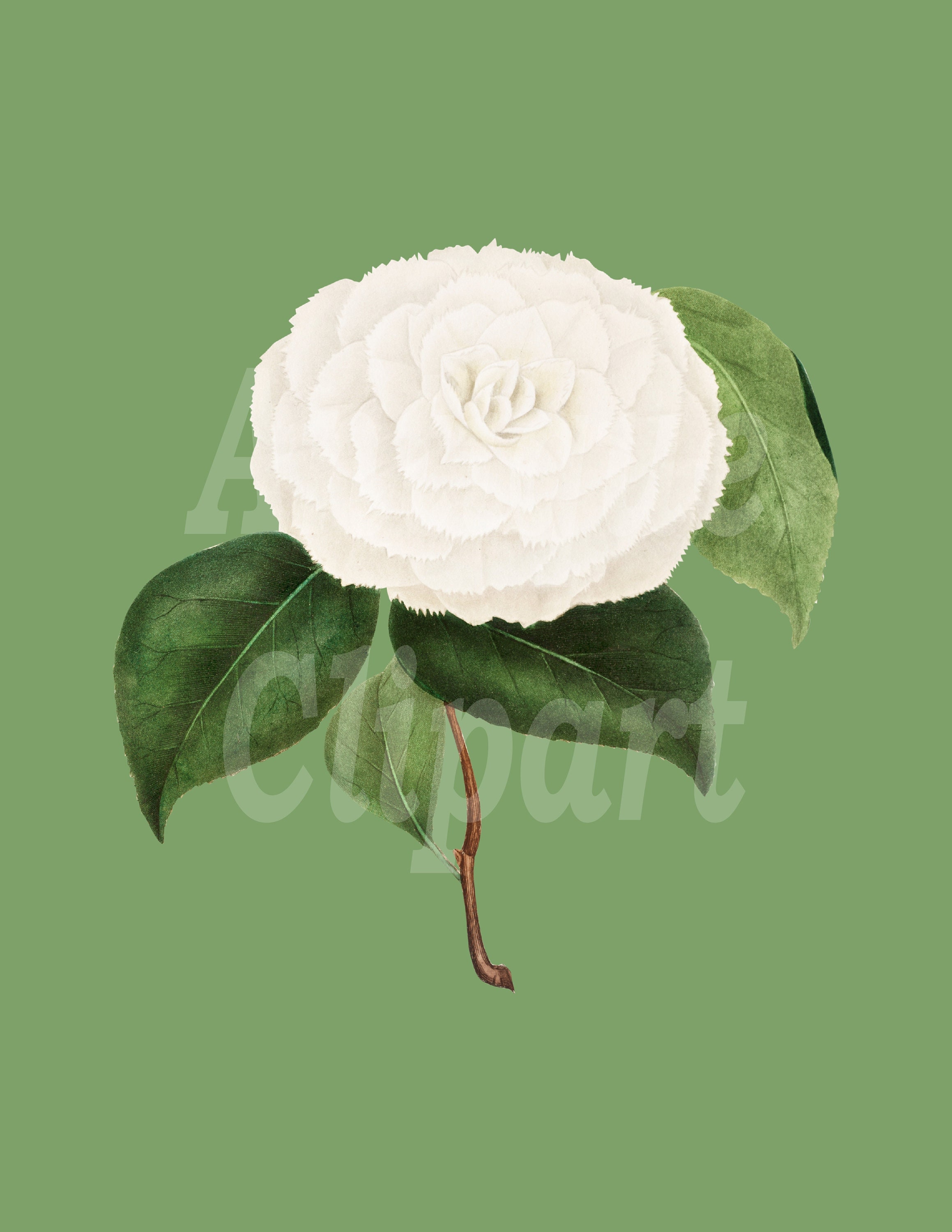Vintage Flower Images White Camellia Flower PNG & | Etsy