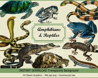34 cliparts de reptiles vintage, clipart grenouille vintage, serpent vintage numérique Clip Art alligator tortue lézards utilisation commerciale téléchargement numérique