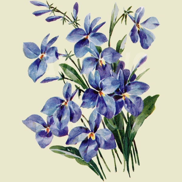 Vintage Image Botany Clip Art "Lobelia Flower" PNG & JPG Instant Download Files for Prints, Crafts, Collages, Decoupage…