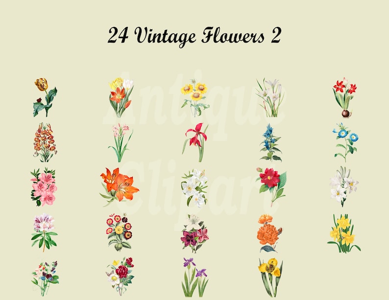 May include: A set of 24 vintage flower illustrations. The flowers are depicted in a variety of colors, including red, yellow, blue, pink, and white. The illustrations are in a watercolor style and have a vintage aesthetic.