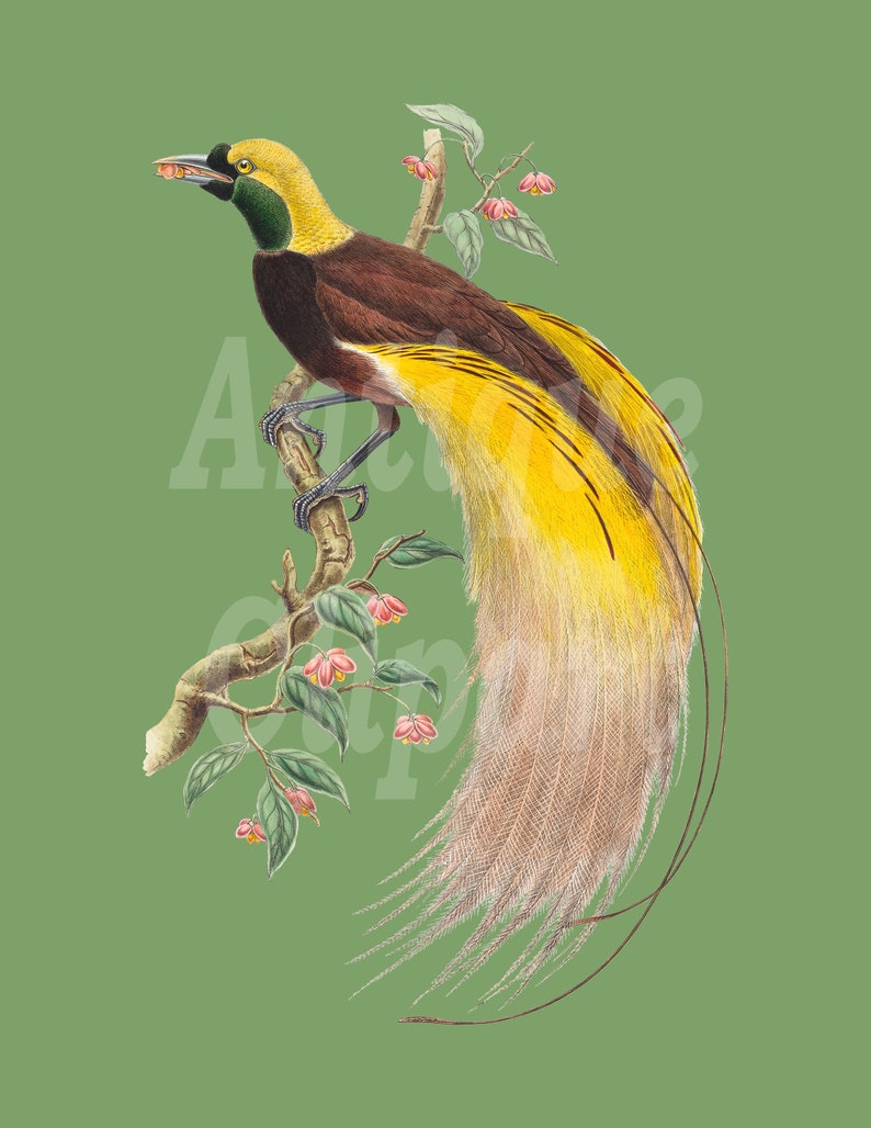 Birds Clipart bird of Paradise Botanical - Etsy