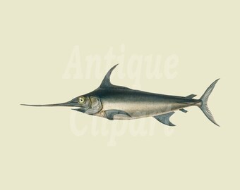 PNG Digital Fish "Swordfish" Downloadable Illustration Image for Wall Decor, Scrapbooking, Collages, Cards, DIY Projects...