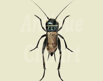 Vintage Insect Clipart, Insect Illustration "Field Cricket" Digital Download PNG + JPG Images for Scrapbook, Transfers…