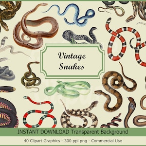 Clip Art de cobras "Vintage Snakes" Imagens PNG digitais para mix media, impressões, scrapbooking, arte de parede, colagens, artesanato, design gráfico…