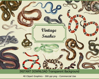 May include: A collection of 40 vintage snake illustrations with a transparent background. The snakes are in various colours and patterns, including green, red, black, and brown. The illustrations are perfect for use in digital scrapbooking, card making, and other creative projects.