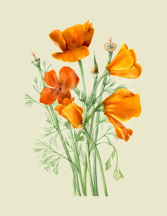 California State Flower Clipart Pictures