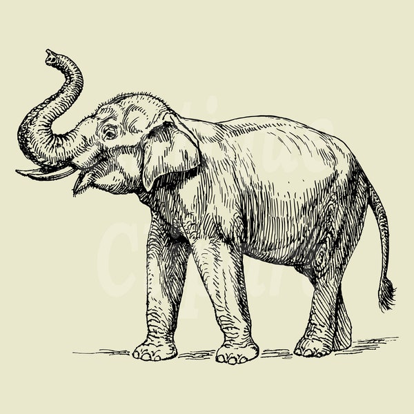 Clipart "Elephant" Vintage Animal Image Transparent Background Drawing Digital Download for Collages, Decoupage, Wall Decor, Crafts...